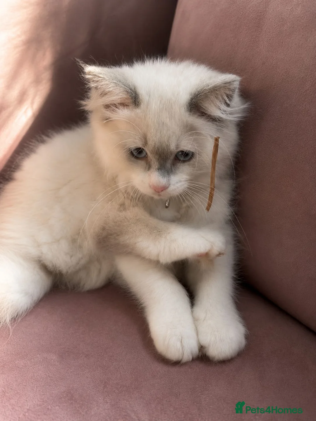 Ragdoll cats for sale: Child Friendly Ragdoll and Ragdoll Cross Kittens  - Advert 2