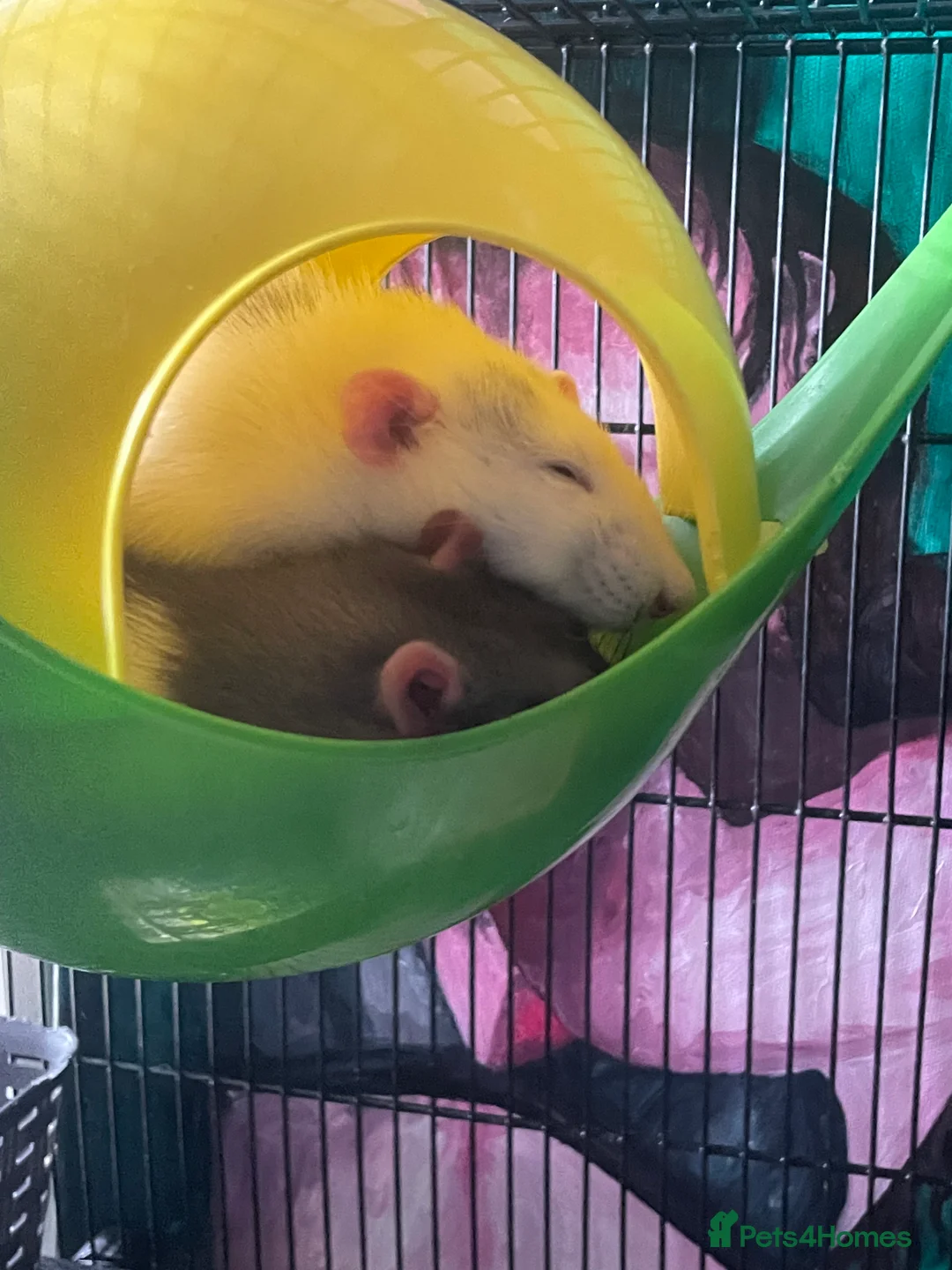 Rat rodents for sale: 4 super friendly precious male rats <3 in Highbridge - Advert 8