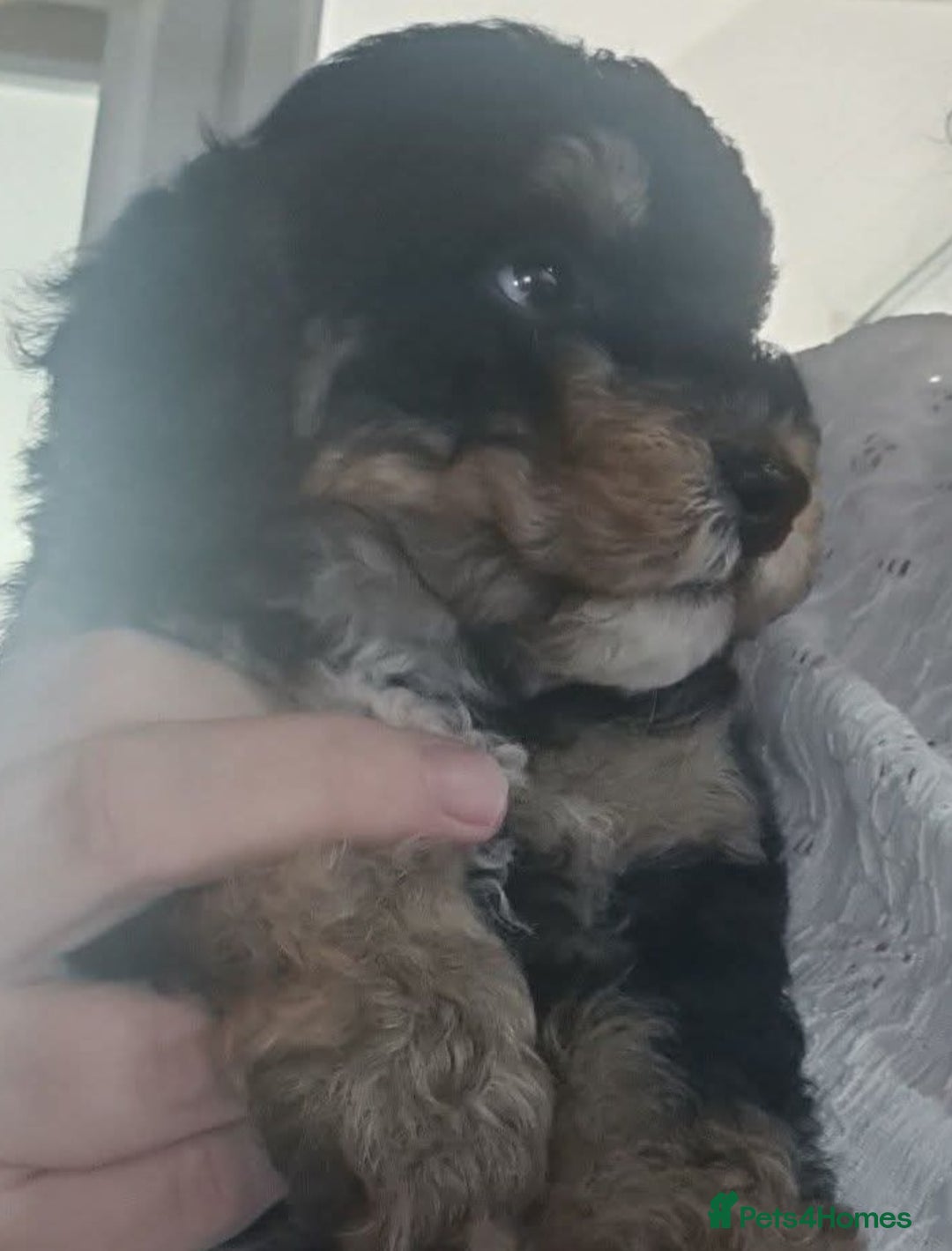 Poochon dogs for sale: Beautiful  poochons  - Image 2