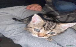 Mixed Breed cats for sale: Beautiful 2 angles lovely attitude   - Advert 8