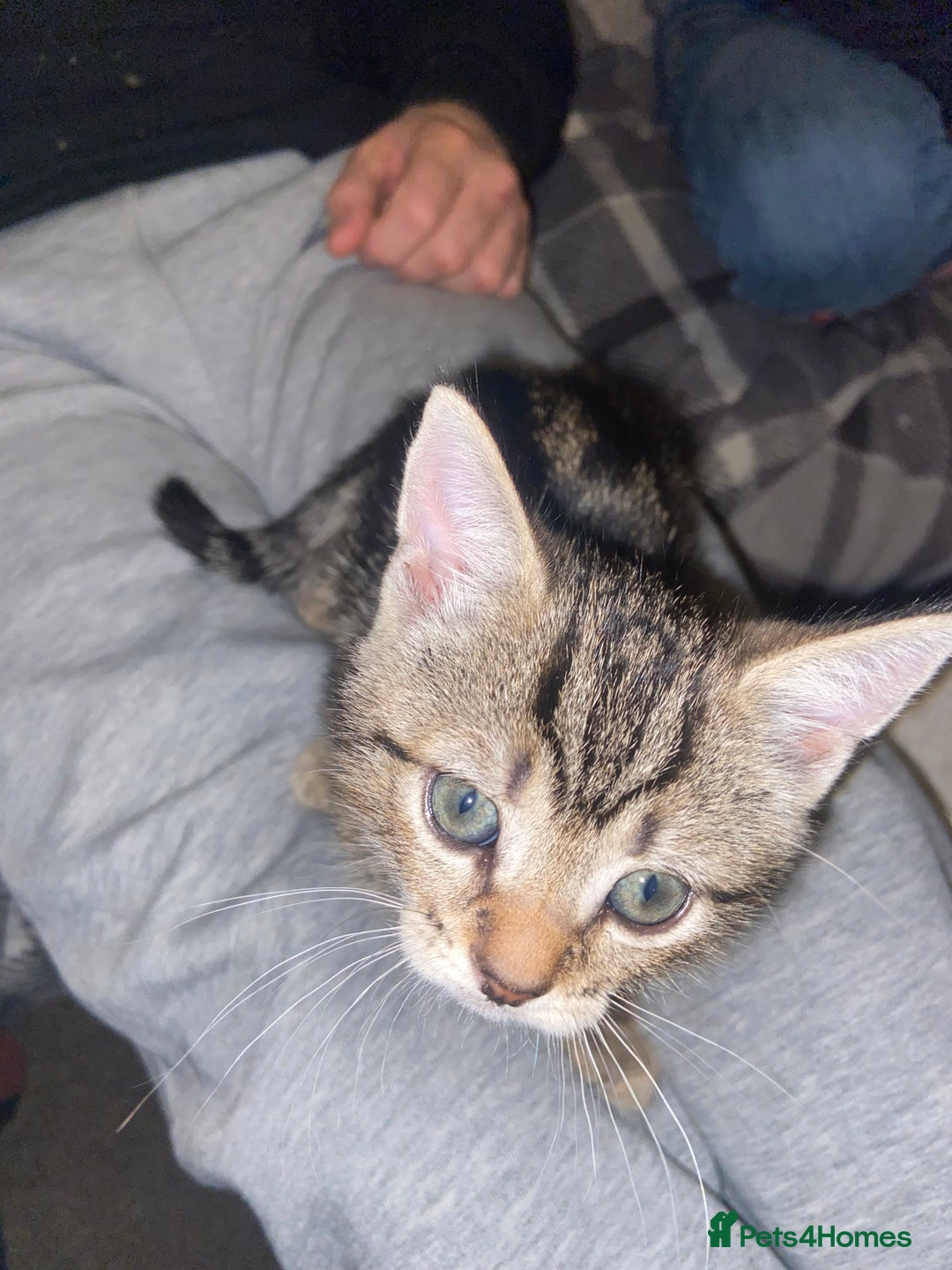 Mixed Breed cats for sale: Beautiful 2 angles lovely attitude   - Advert 8