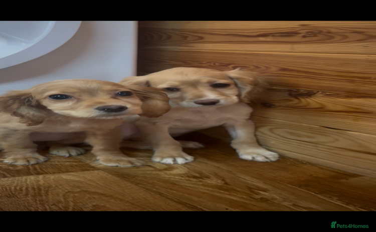 Cocker Spaniel dogs - Advert 1