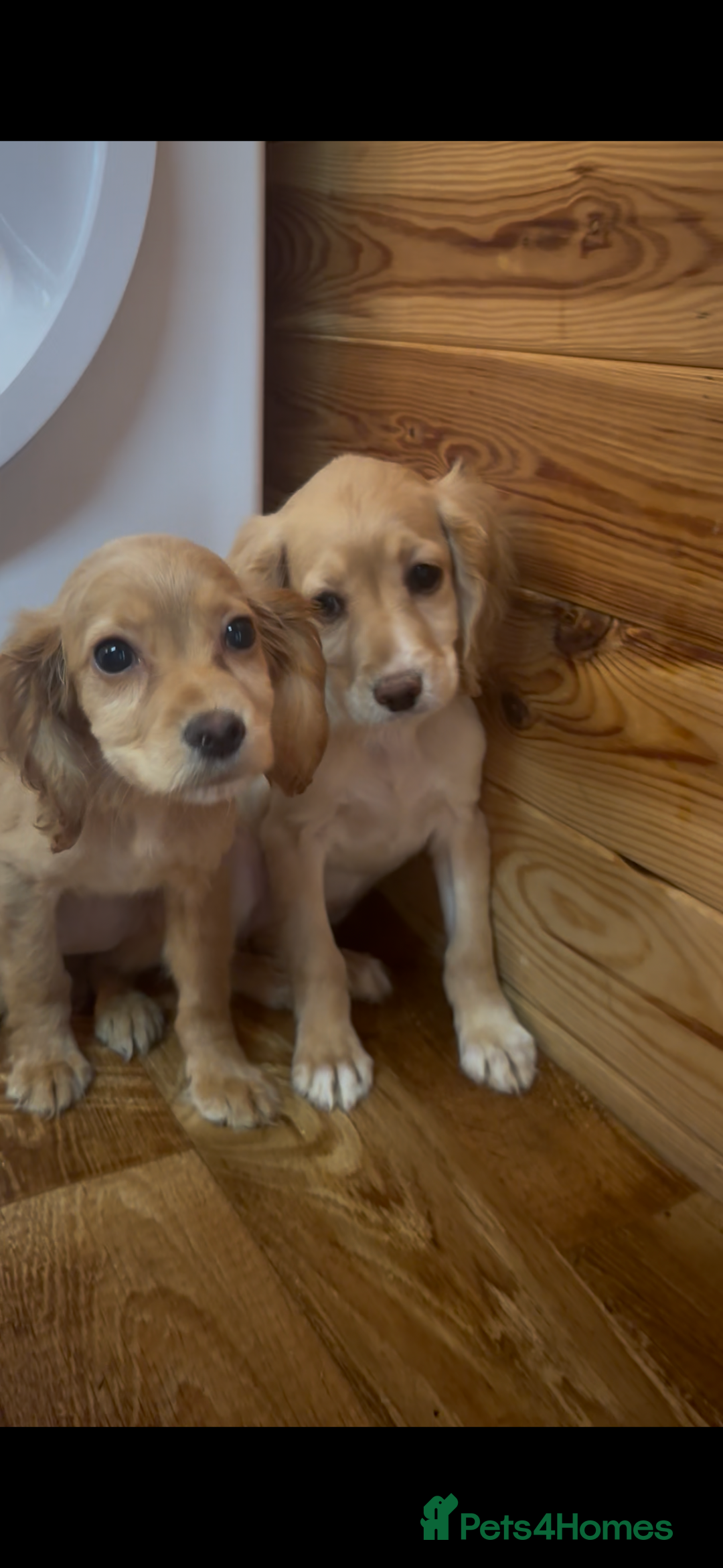 Cocker Spaniel dogs for sale: Beautiful gold cocker spaniels for sale  - Image 1