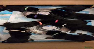 Rottweiler dogs Rottweiler ready 27.12.25 - Advert 11