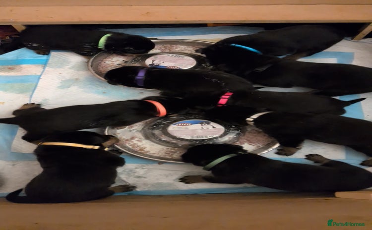 Rottweiler dogs Rottweiler ready 27.12.25 - Advert 10