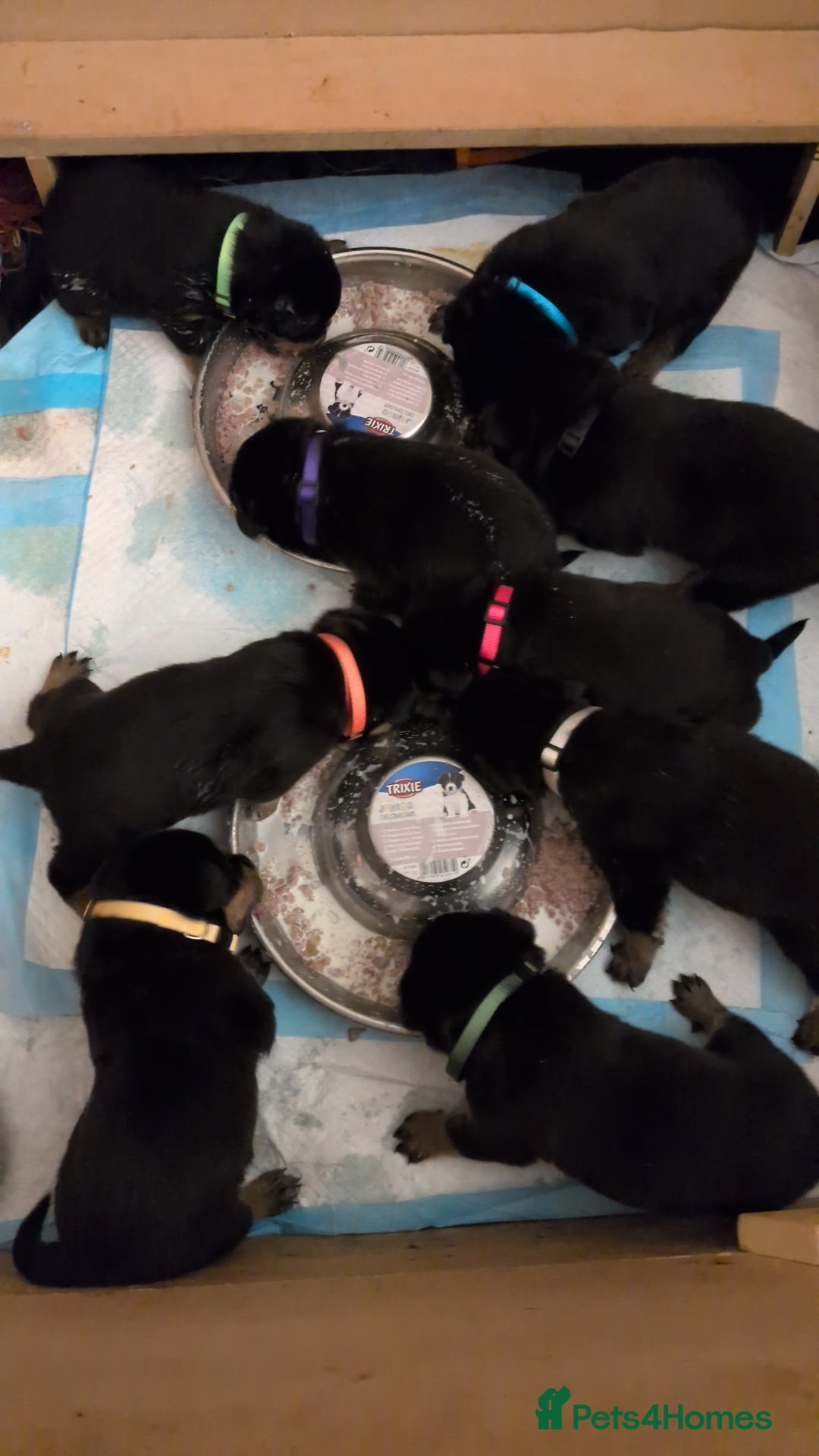 Rottweiler dogs for sale: ⭐ Rottweiler ⭐ - Advert 6