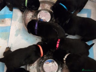 Rottweiler dogs Rottweiler ready 27.12.25 - Advert 2