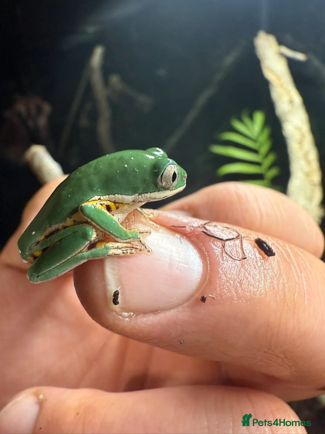 Frog reptiles for sale: Baby tiger-legged monkey frog + small setup  - Advert 3