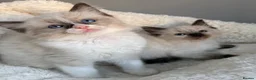 Ragdoll cats for sale: 🎖️GCCF🏆RAGDOLLS 11WKS **EXTENSIVE GENETIC TEST** - Advert 17
