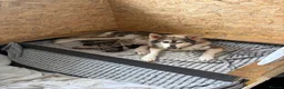 Northern Inuit dogs for sale: Northern Inuit puppies  in Wirral - Advert 5