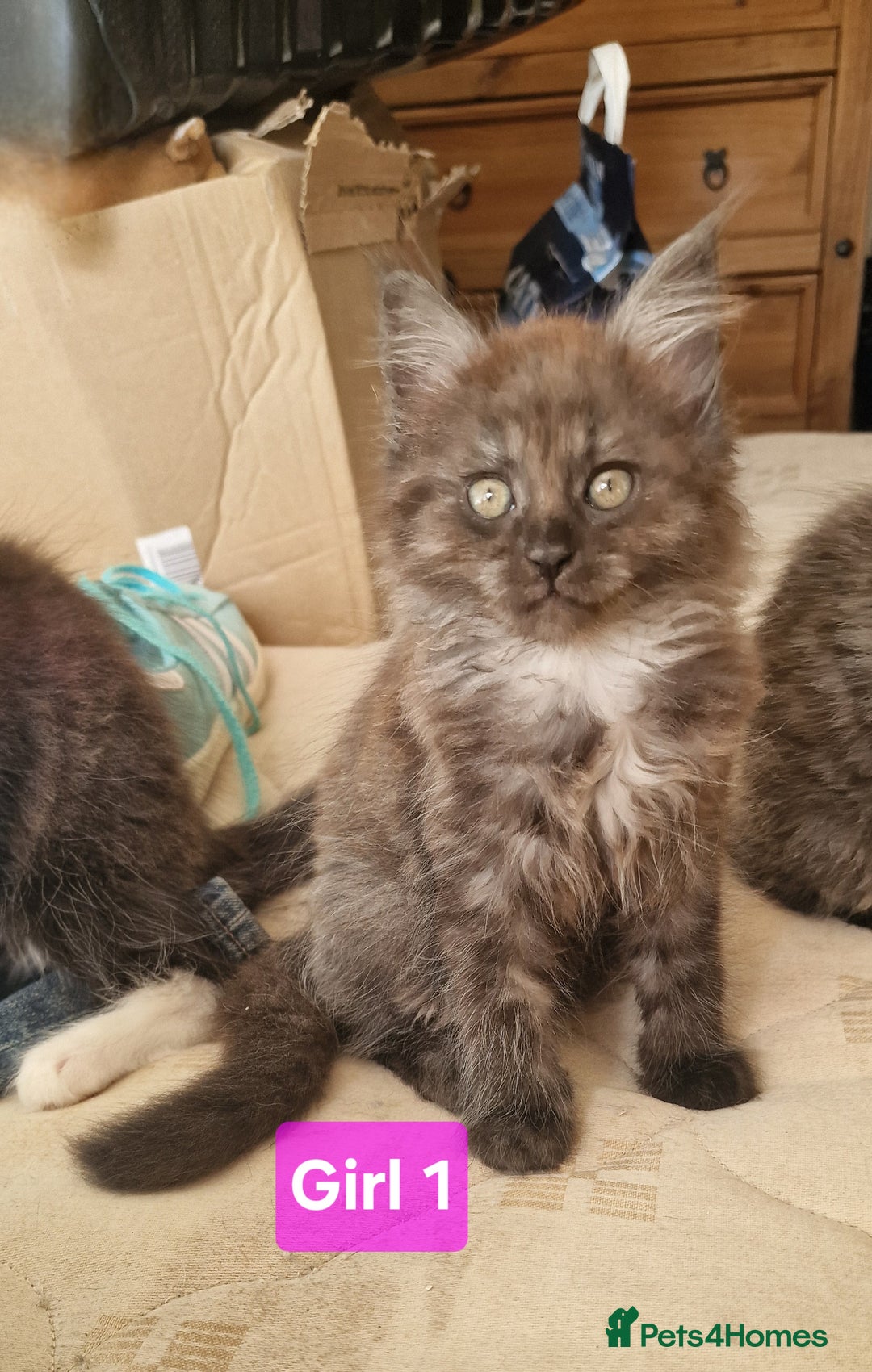 Maine Coon cats for sale: Gorgeous Half Maine Coon Boys and Girls  - Image 32