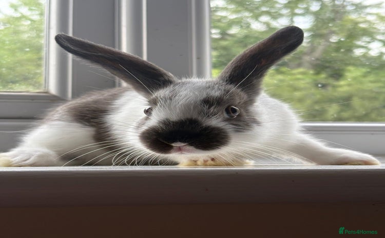 Mixed Breed rabbits in Cannock - Advert 7