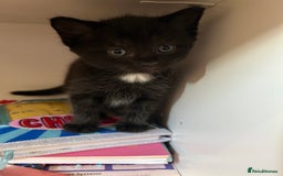 Mixed Breed cats for sale: Three lovely mixed breed kittens - Image 13