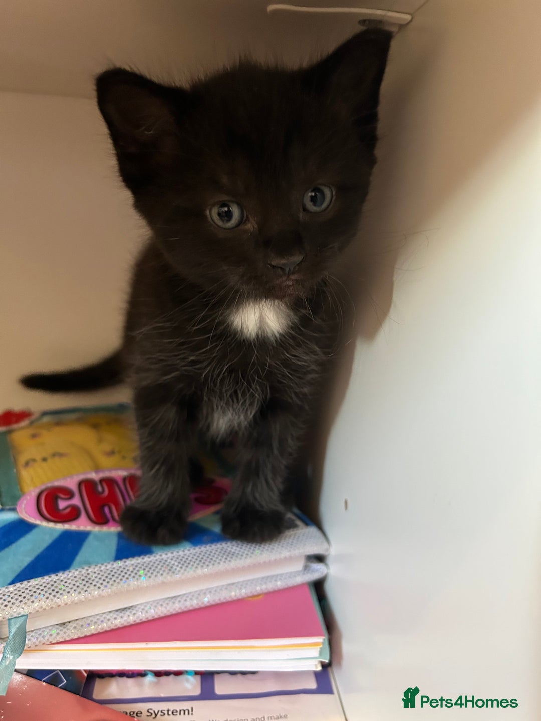 Mixed Breed cats for sale: Three lovely mixed breed kittens - Image 13