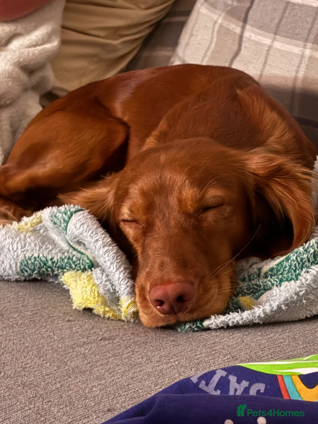 Cocker Spaniel dogs for sale: 1 year old male cocker spaniel  in Basingstoke - Advert 2