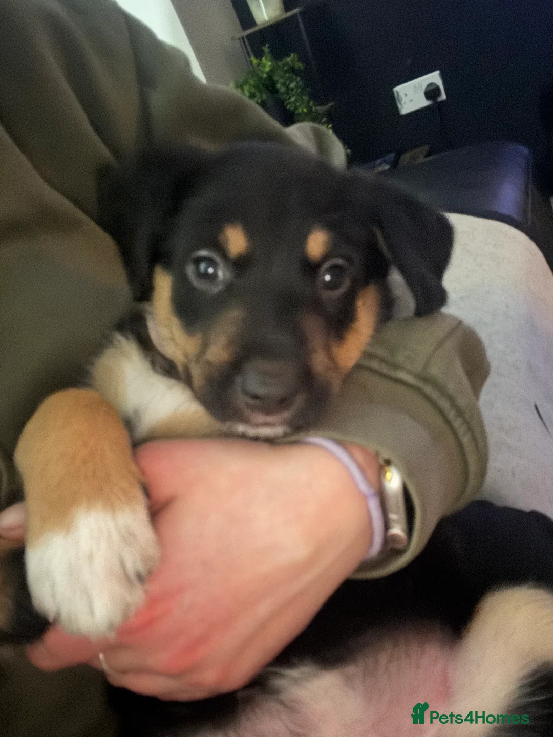 Mixed Breed dogs for sale: Collie x New Zealand hunt away  - Advert 4