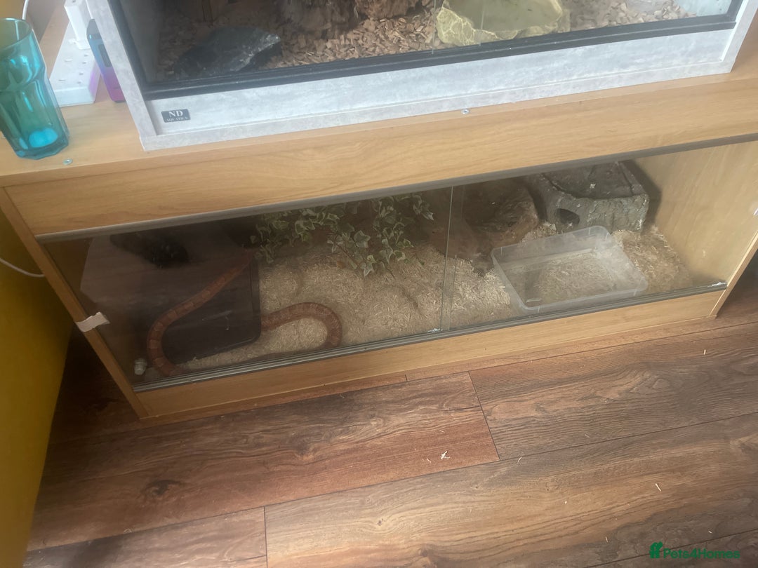 Corn Snake reptiles for sale: Male and female corn snakes - Image 11