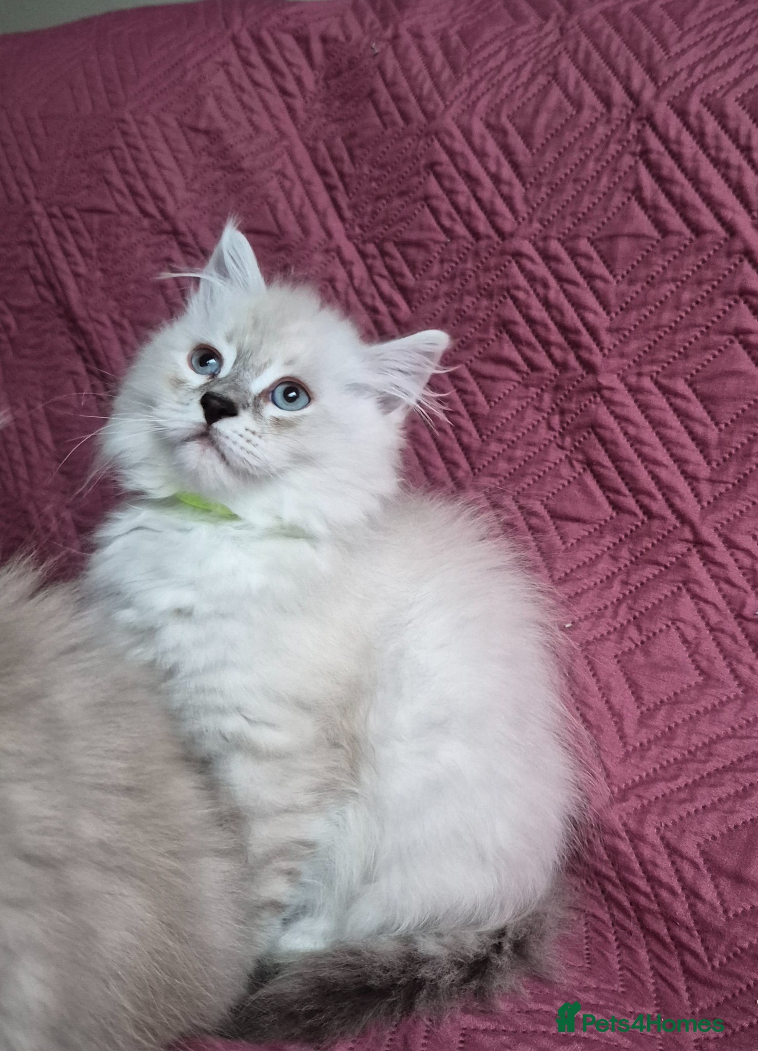 Siberian cats 1 Stunning Siberian boy ( registered) - Advert 17