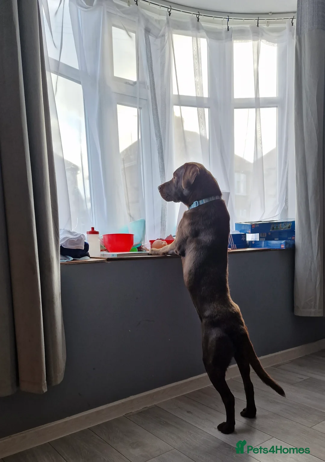 Labrador Retriever dogs for stud: Beautiful Chocolate Lab for stud in Flint - Advert 3