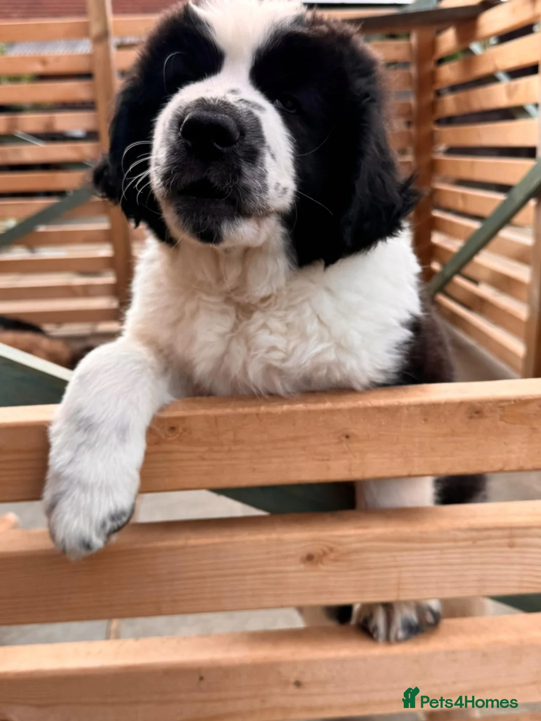 Saint Bernard dogs for sale: Giant Floof pups for sale - Advert 2