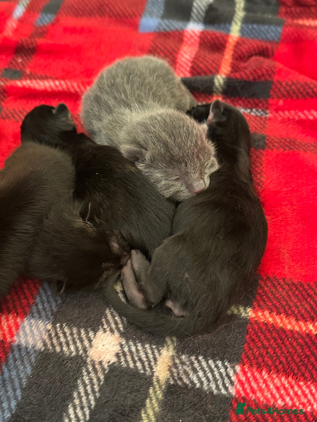 Mixed Breed cats for sale: 3 adorable mixed kittens – 2 females, 1 male - Image 1