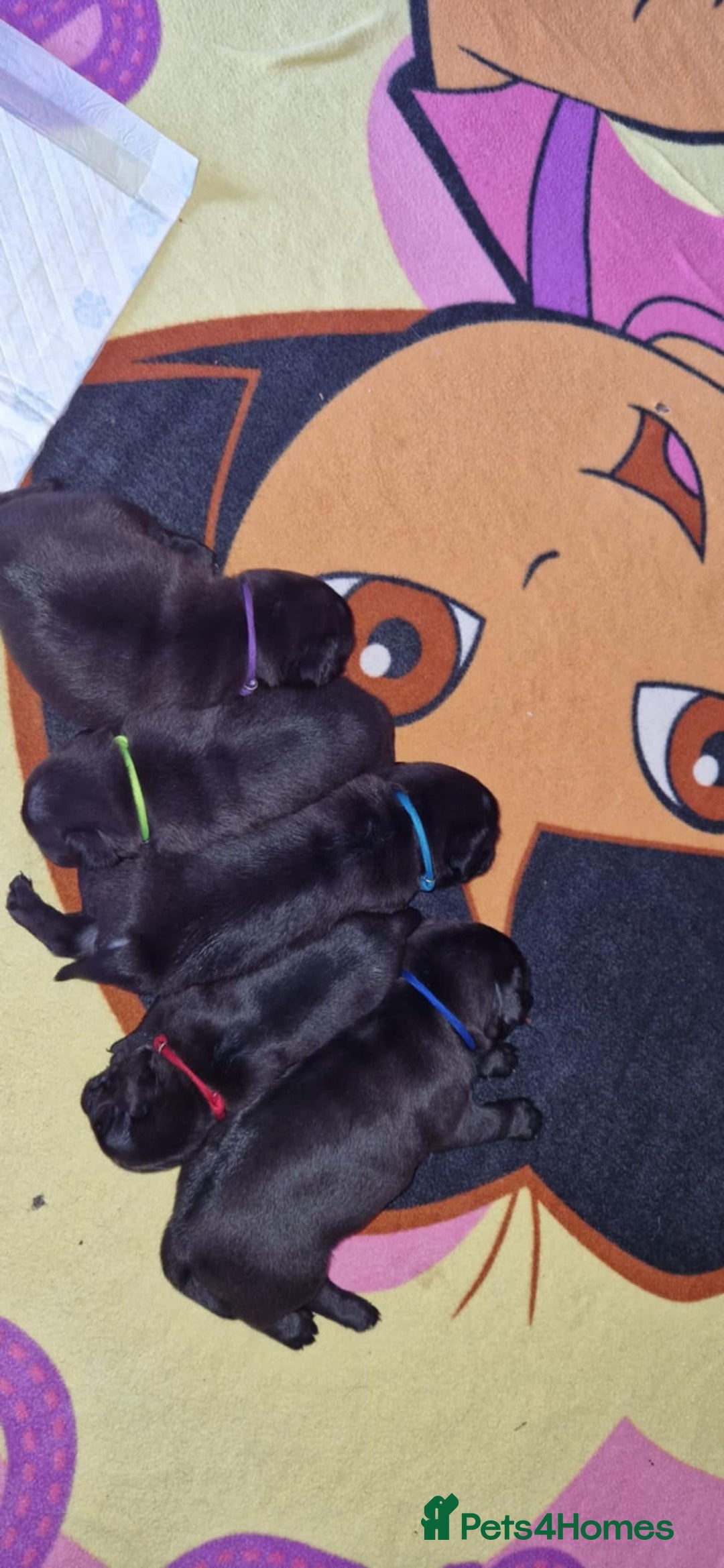 Pug dogs for sale: KCreg pug puppies for sale. - Image 34