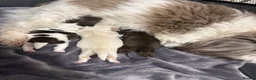 Shih Tzu dogs for sale: Imperial shih tzu puppies  - Advert 8