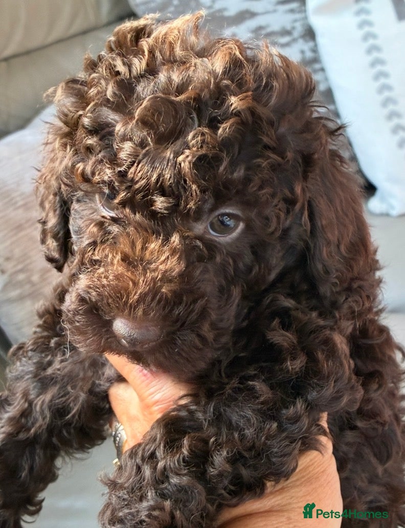 Miniature Poodle dogs Predominately poodles “unique” - Advert 1