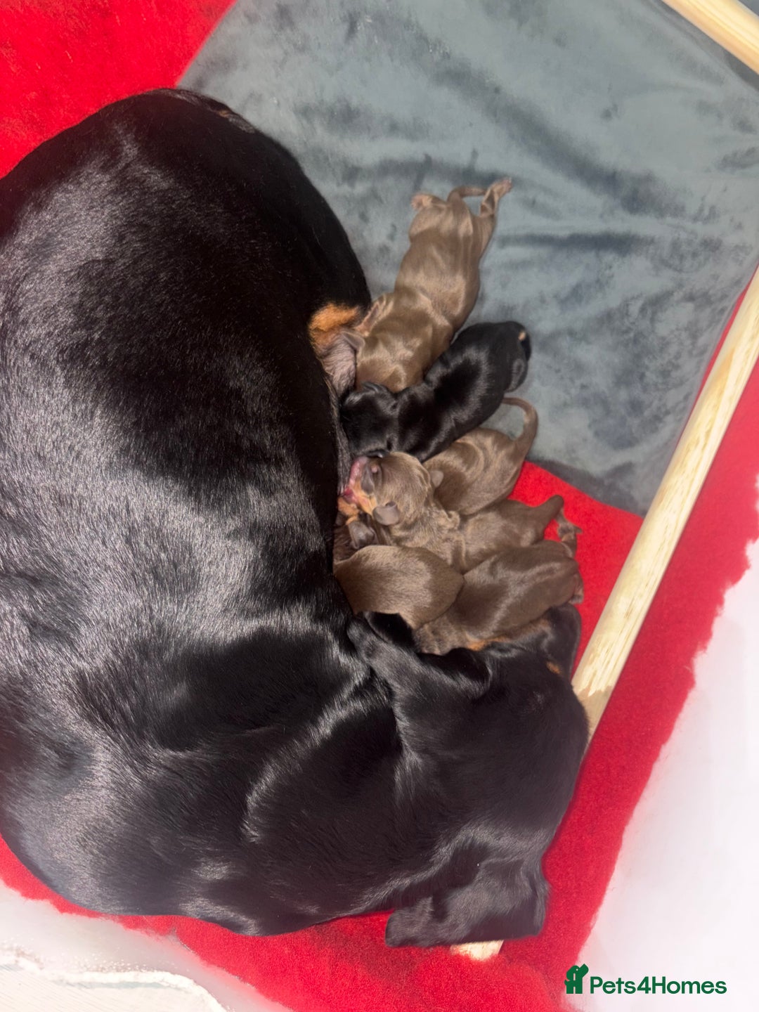 Miniature Dachshund dogs for sale: Miniature Dachshund Puppies  - Advert 2