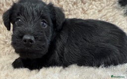 Miniature Schnauzer dogs for sale: Miniature schnauzers pups - Image 31