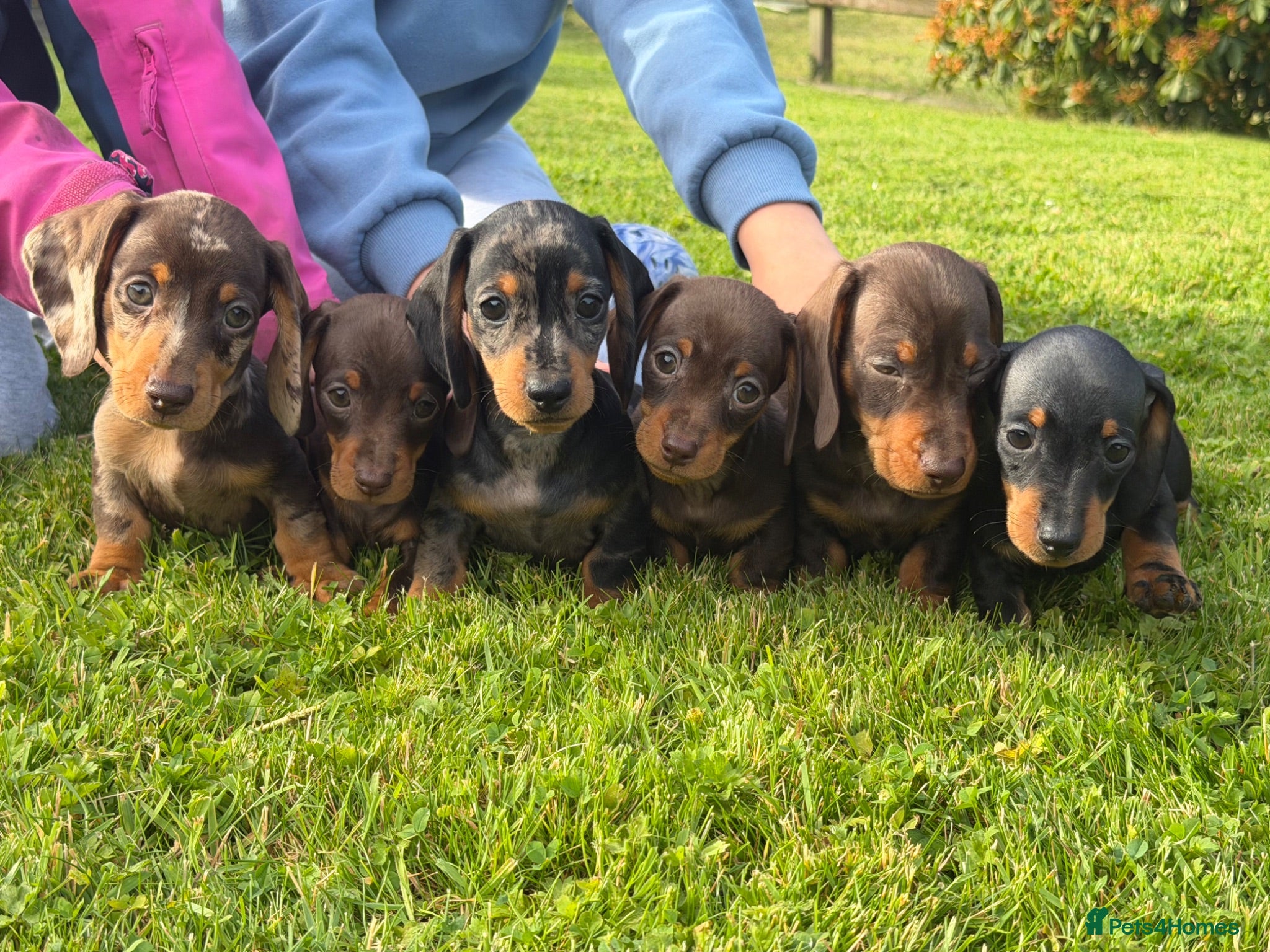 Miniature Dachshund dogs Gorgeous KC registered Miniature Dachshunds   - Advert 1