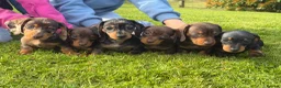 Miniature Dachshund dogs for sale: Gorgeous KC registered Miniature Dachshunds   - Advert 1