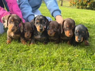 Miniature Dachshund dogs Gorgeous KC registered Miniature Dachshunds - Advert 6