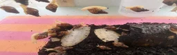 Snails invertebrates for sale: Giant African Land Snails  in Polegate - Advert 7
