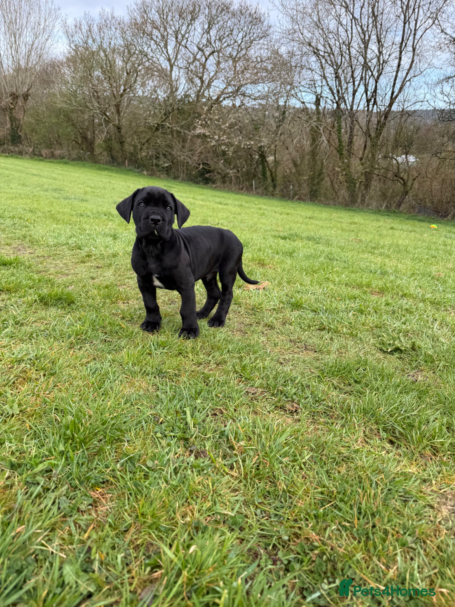 Mixed Breed dogs Beautiful Italian daniffs (Great Dane/cane corso)  - Advert 3