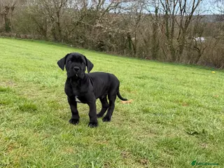 Mixed Breed dogs Beautiful Italian daniffs (Great Dane/cane corso) - Advert 3