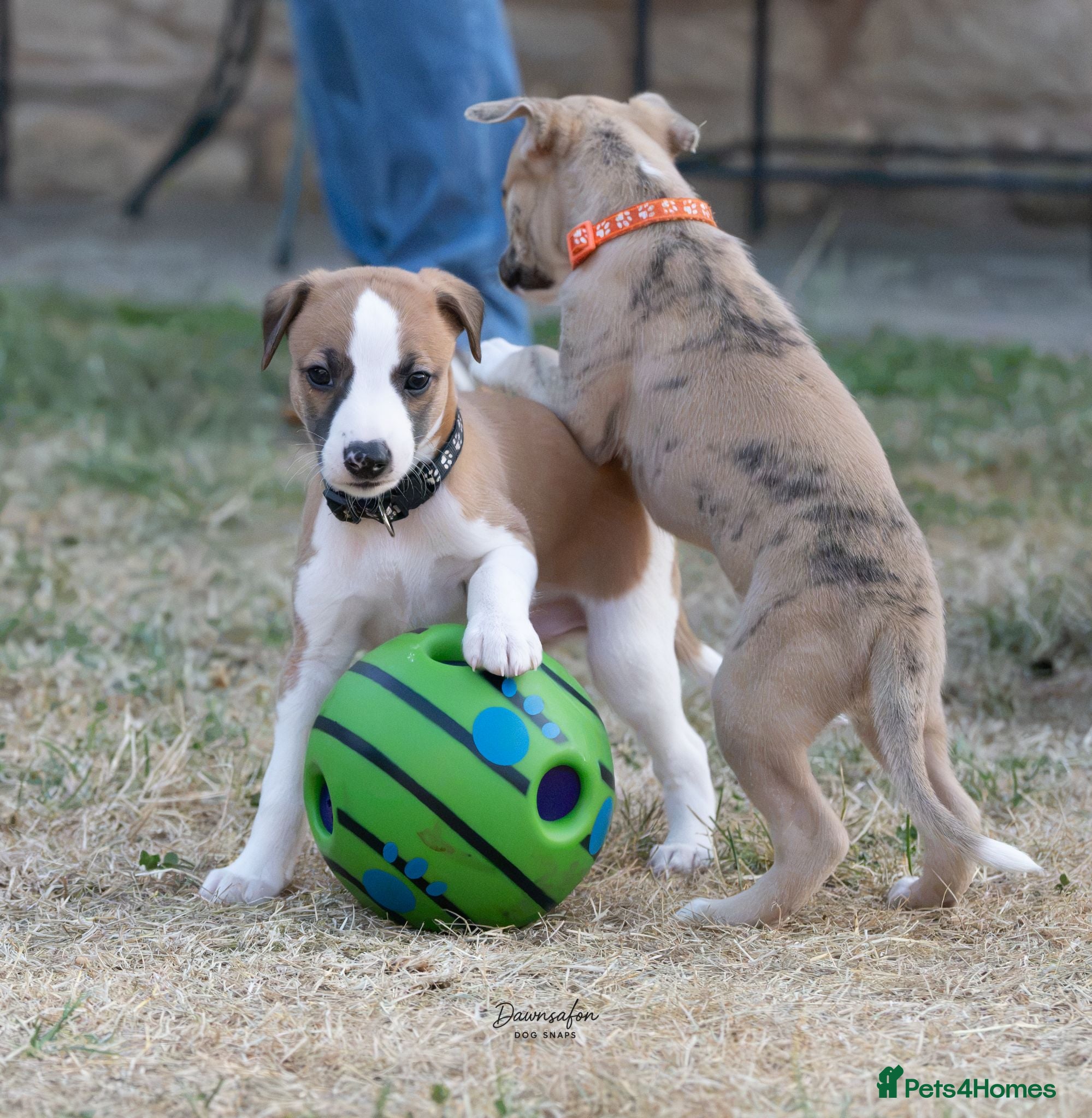 Whippet dogs Top Quality Whippet Puppies Ready to Reserve - Advert 2