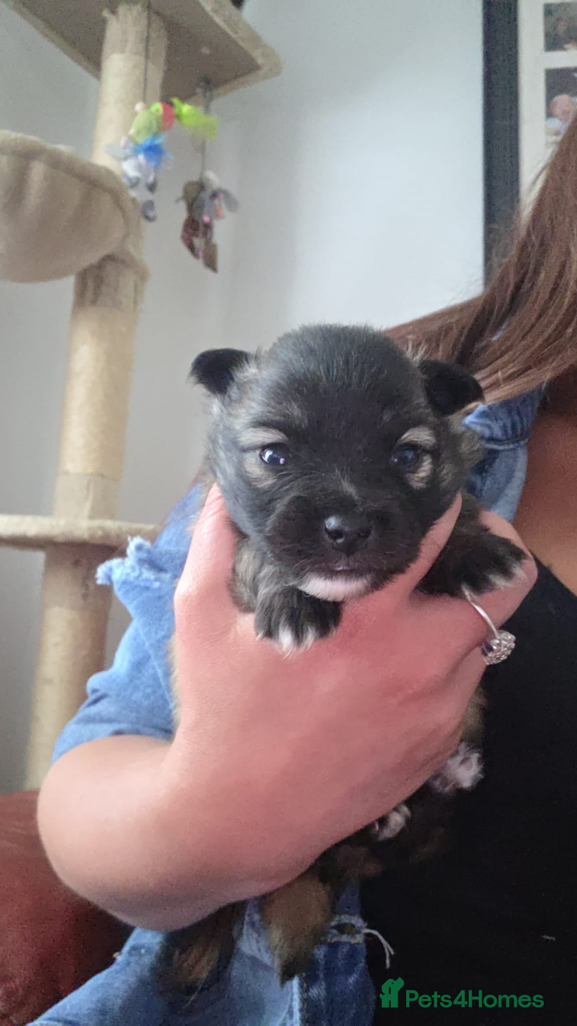 Pomeranian dogs for sale: 4 boy pomeranian, Russian line - Advert 11