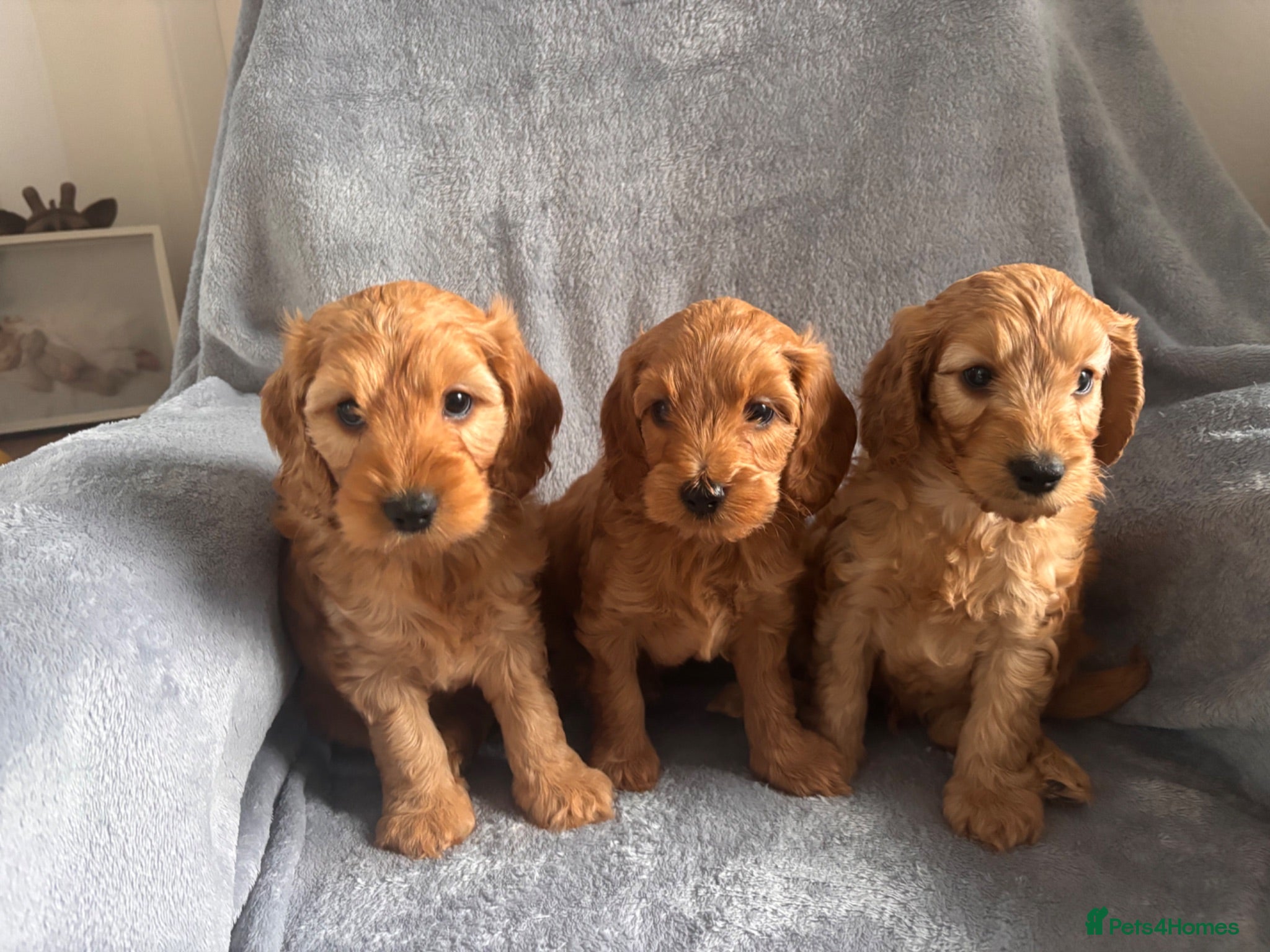 Cockapoo dogs F2 Cockapoo- Red - Advert 1