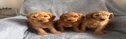 Cockapoo dogs for sale: F2 Cockapoo- Red - Advert 1