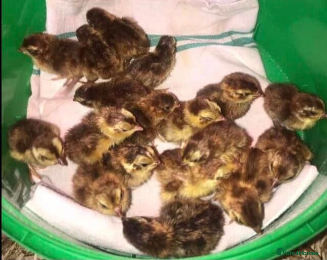 Quail poultry for sale: QUAIL HATCHING EGGS/1ST SEPTEMBER ! - Image 21
