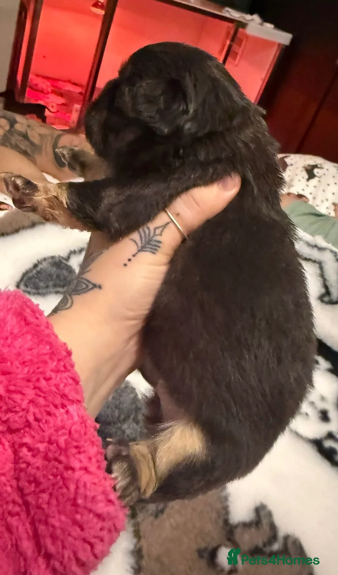 French Bulldog dogs for sale: Visual fluffy French bulldogs  - Advert 6