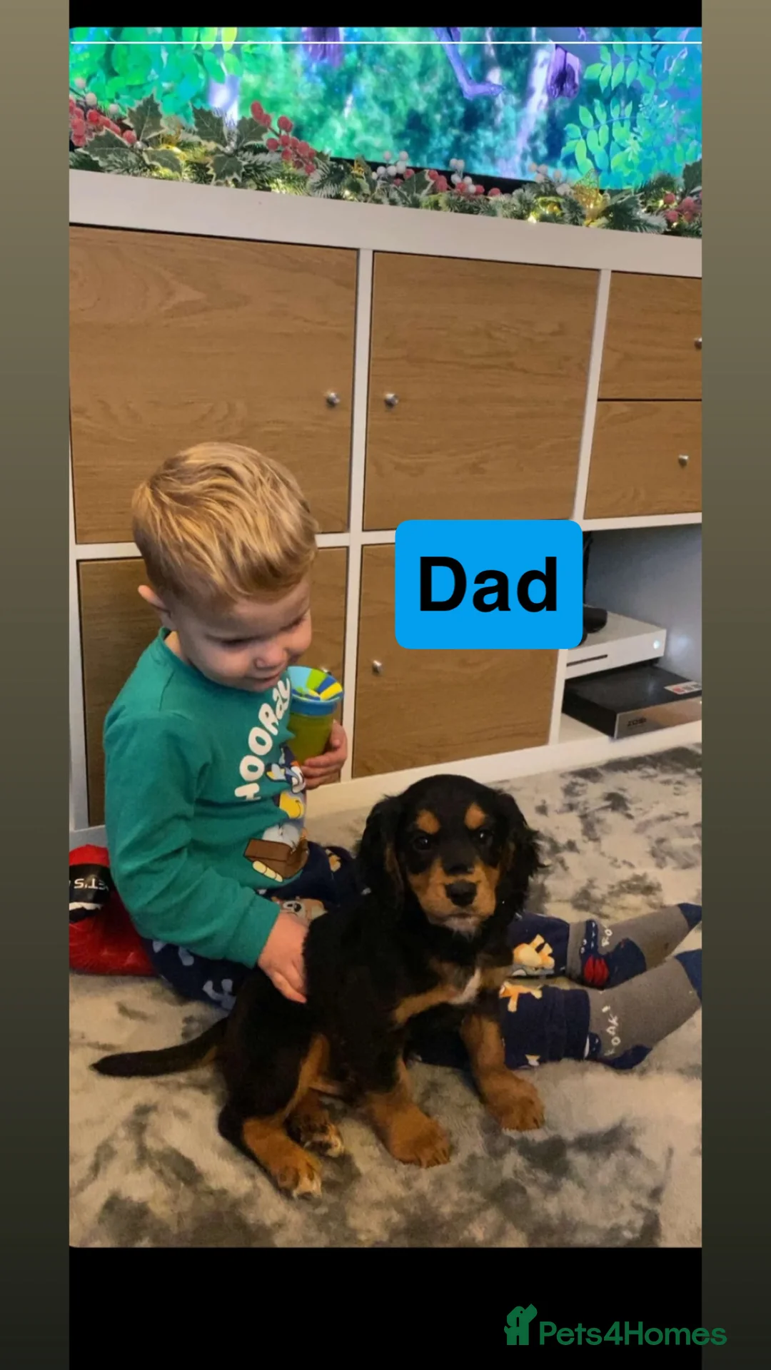 Cocker Spaniel dogs for sale: Kc Reg,health clear, working type cocker spaniel - Advert 7