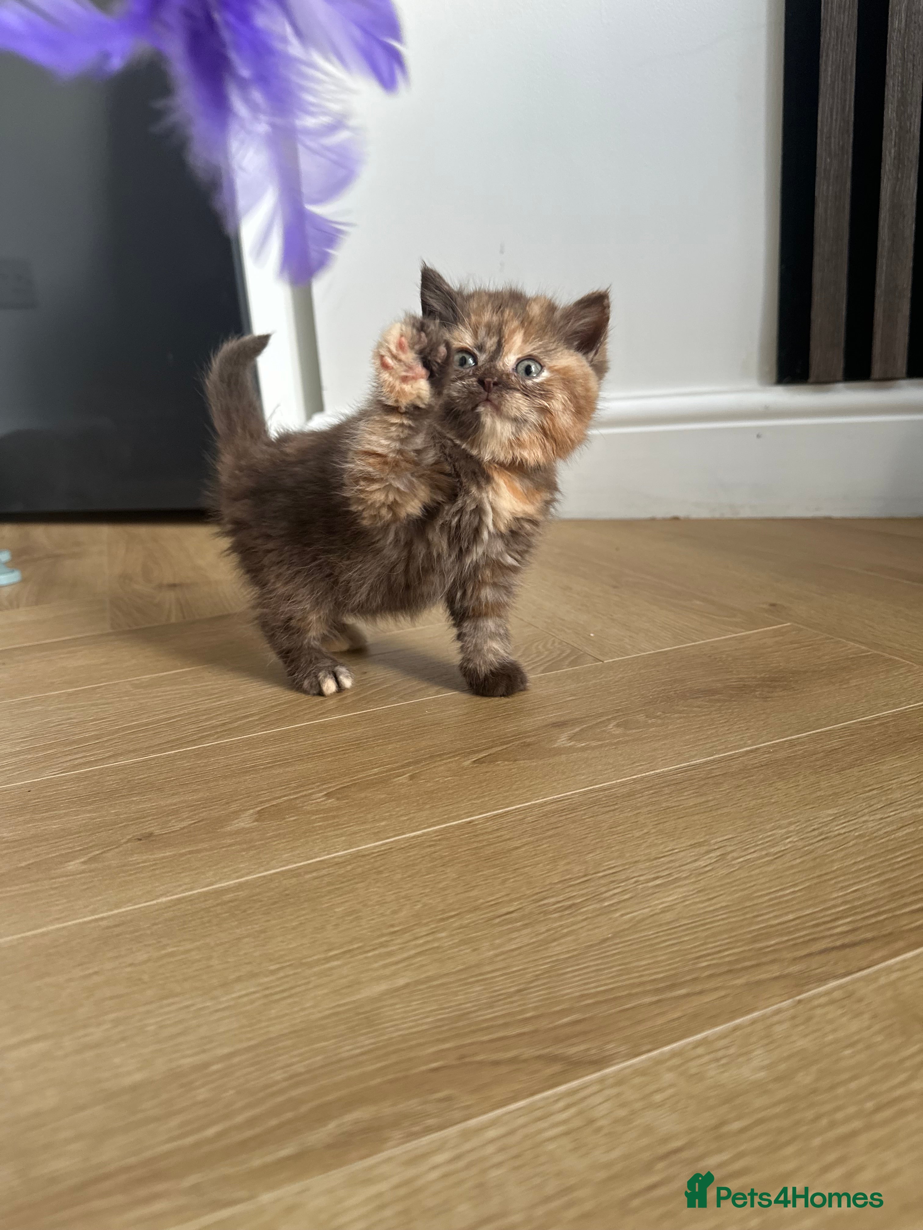 British Shorthair cats 🌈🌈😍😍Stunning Pure Bred Litter BSH ❤️❤️🌈🌈 - Advert 9