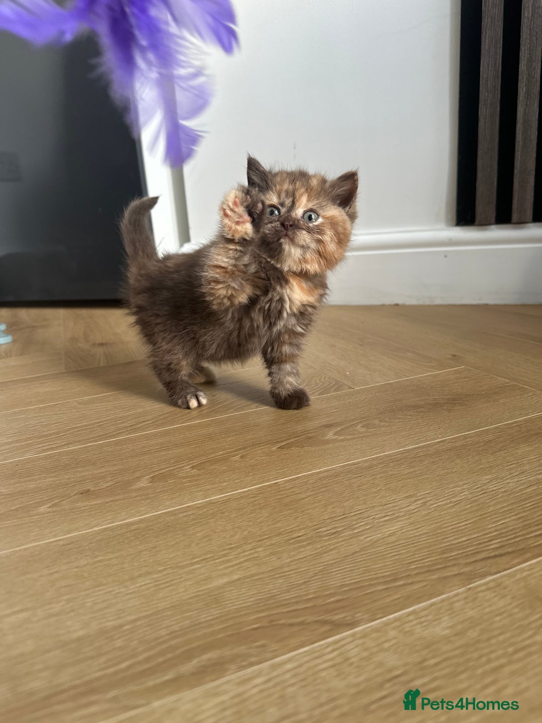 British Shorthair cats for sale: 🌈🌈😍😍Stunning Pure Pedigree Litter BSH ❤️❤️🌈🌈 - Advert 11