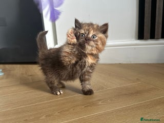 British Shorthair cats 🌈🌈😍😍Stunning Pure Pedigree Litter BSH ❤️❤️🌈🌈 - Advert 2