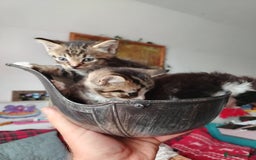Abyssinian cats for sale: Cats..  - Image 1