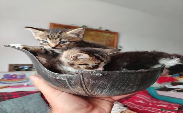 Abyssinian cats - Advert 1