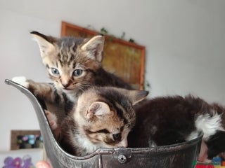 Mixed Breed cats - Advert 27