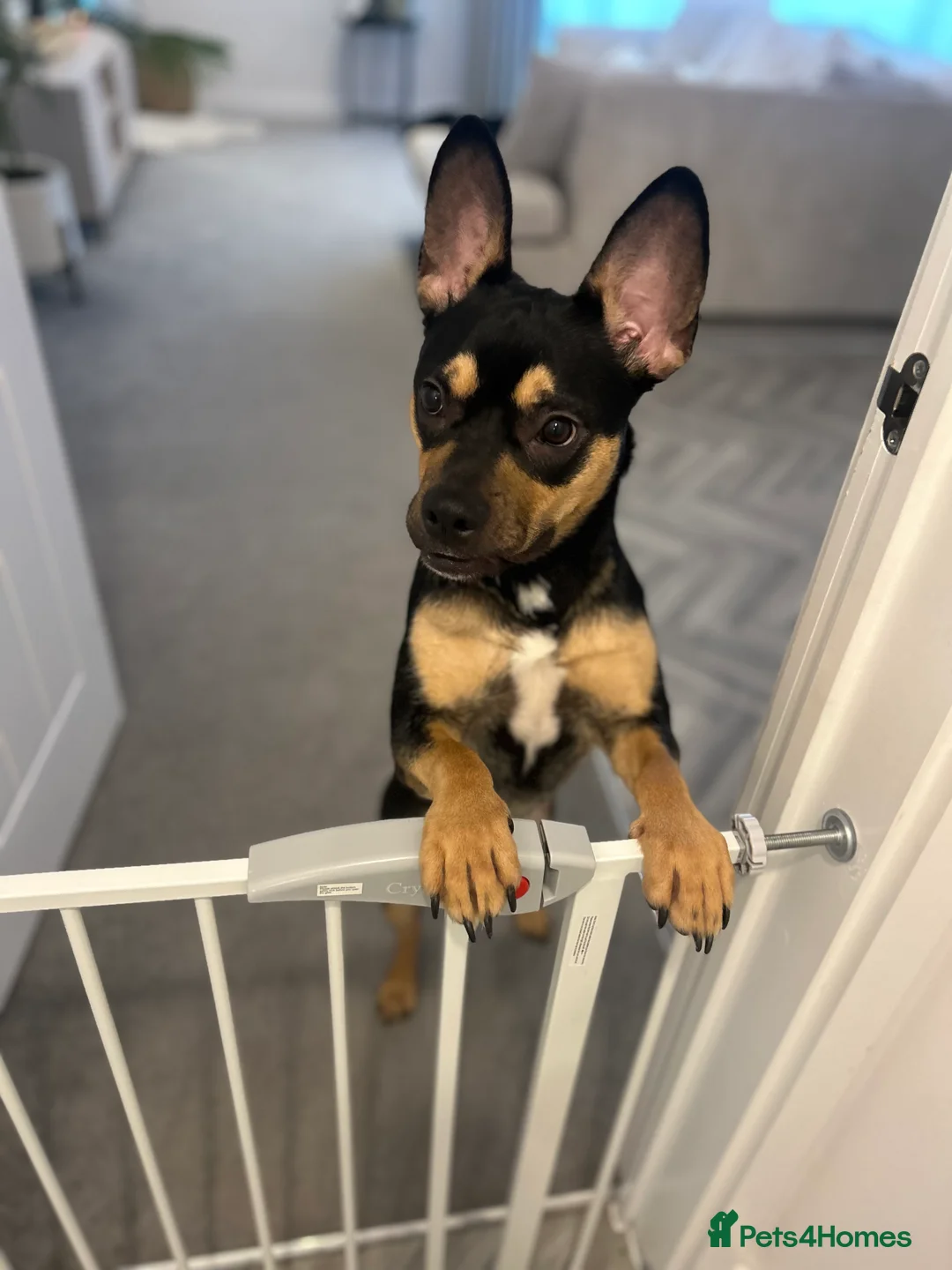 Mixed Breed dogs for sale: French Bulldog Cross  - Advert 3